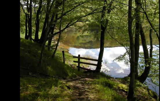 morvan sous bois